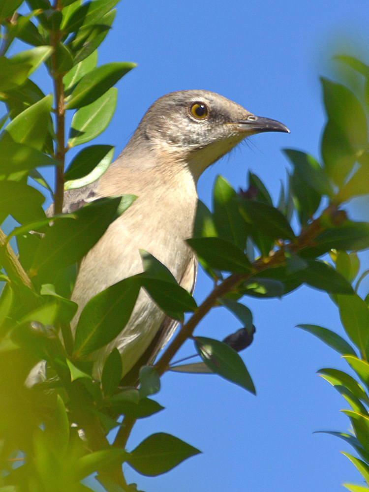 Mockingbird.jpg