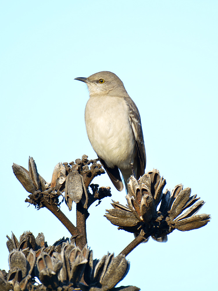 Mockingbird.jpg