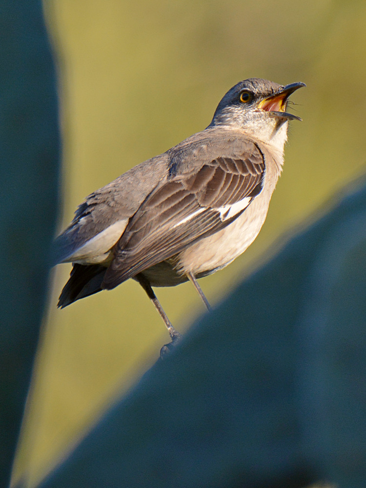 Mockingbird.jpg
