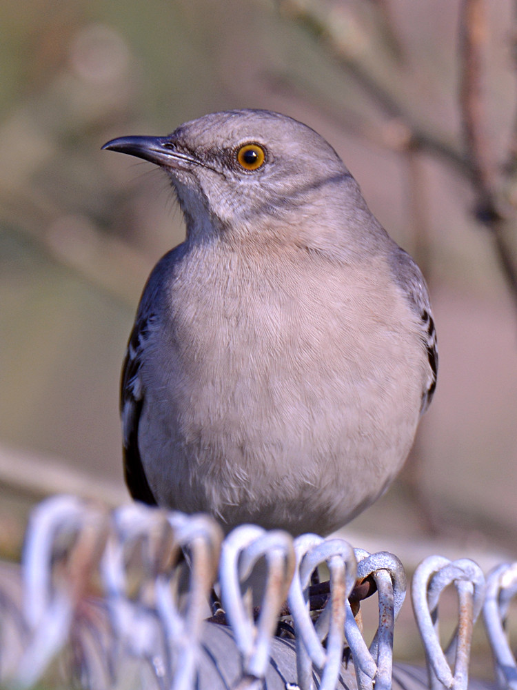 Mockingbird.jpg