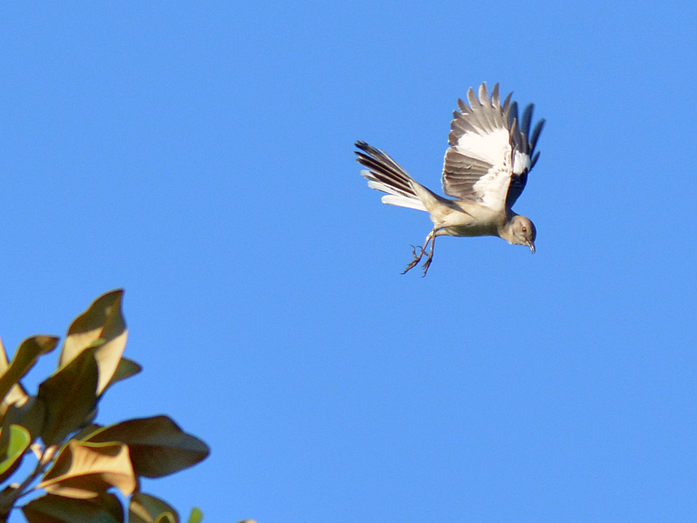 Mockingbird.jpg