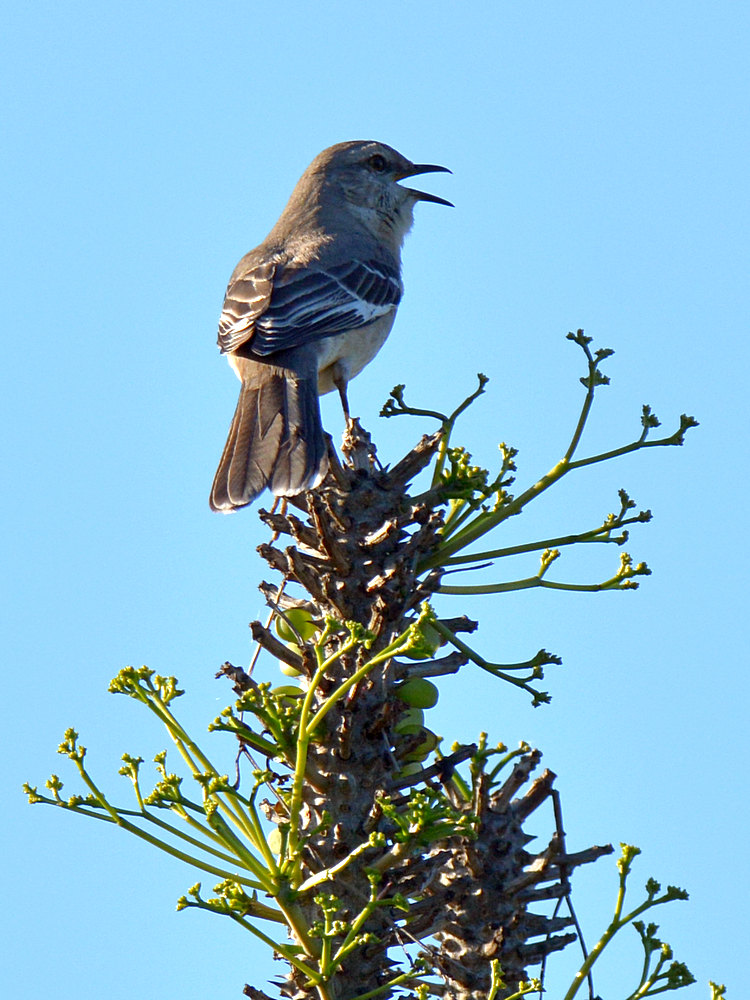 Mockingbird.jpg