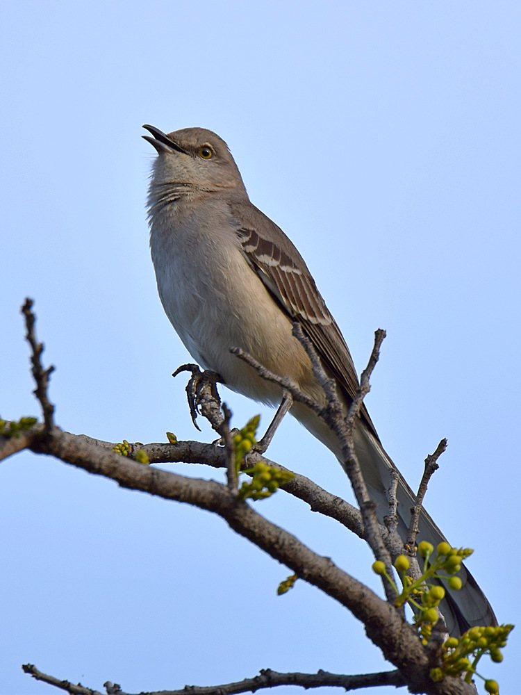 Mockingbird.jpg