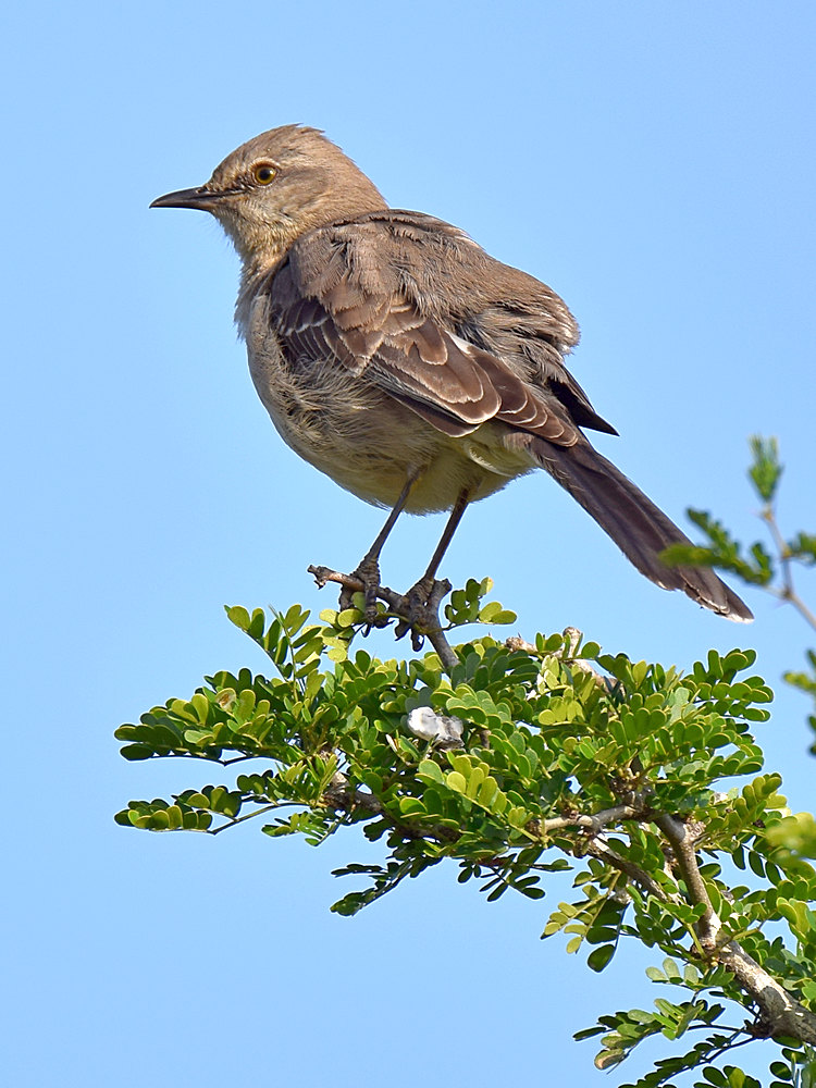Mockingbird.jpg