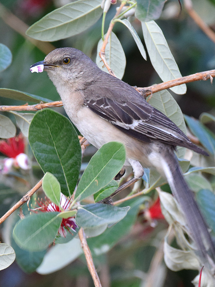 Mockingbird.jpg
