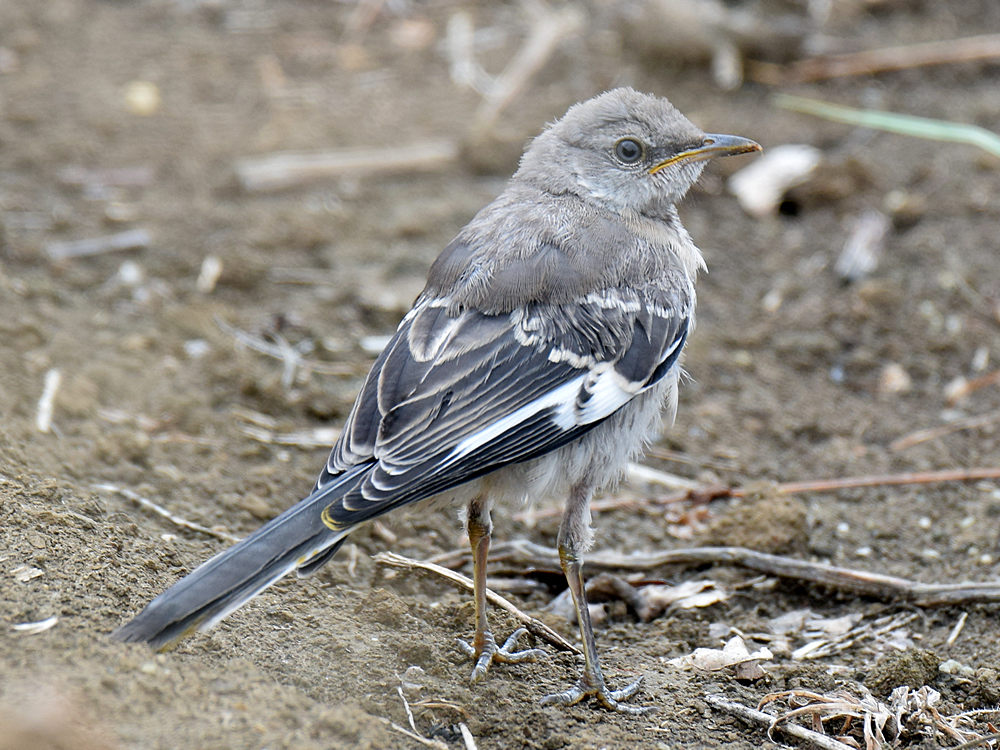 Mockingbird.jpg