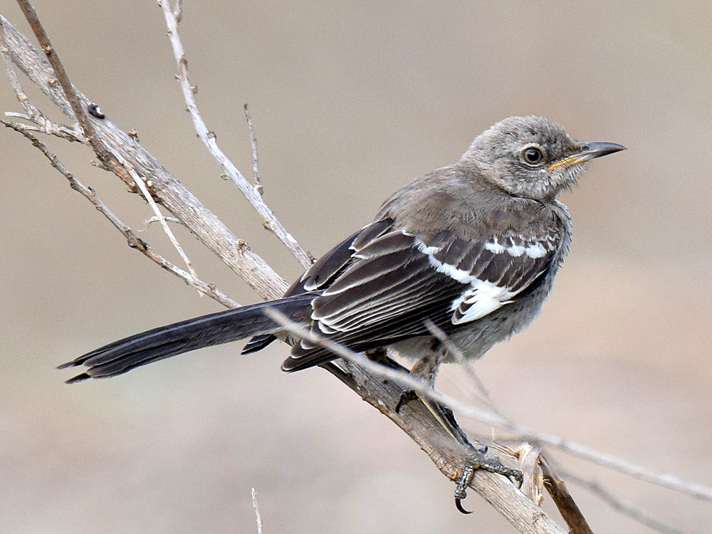 Mockingbird.jpg