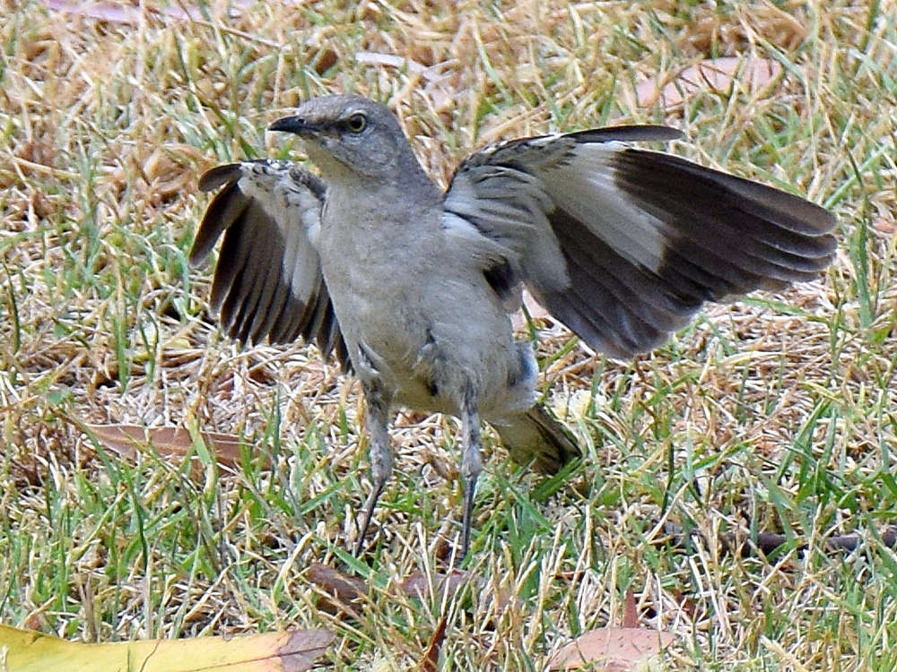 Mockingbird.jpg