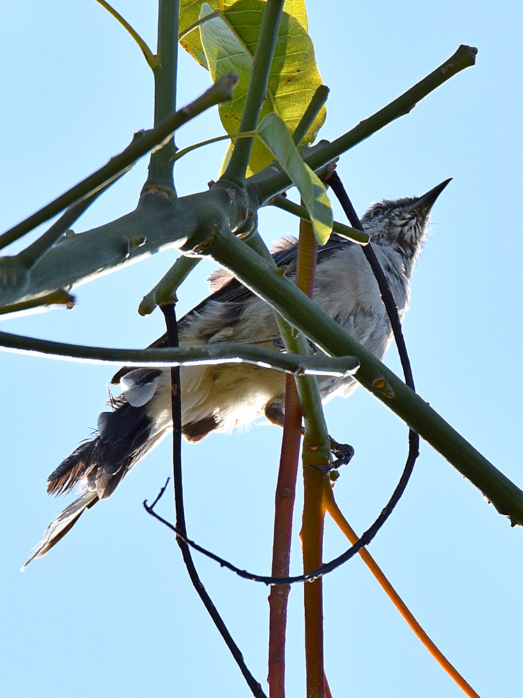 Mockingbird.jpg