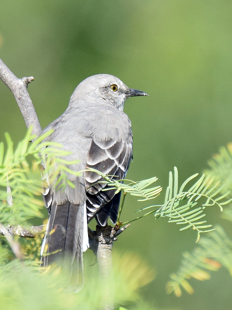Mockingbird.jpg