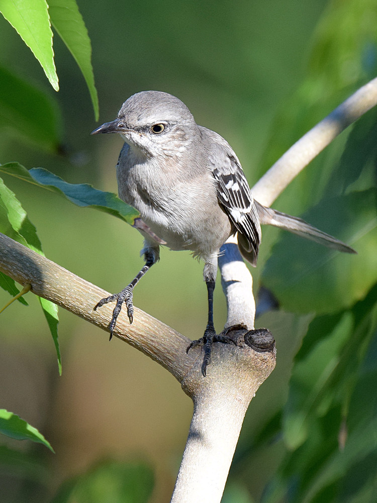 Mockingbird.jpg
