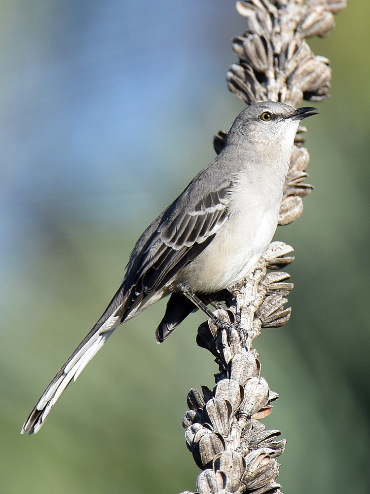 Mockingbird.jpg