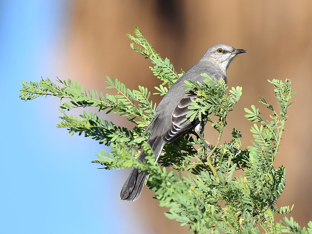 Mockingbird.jpg