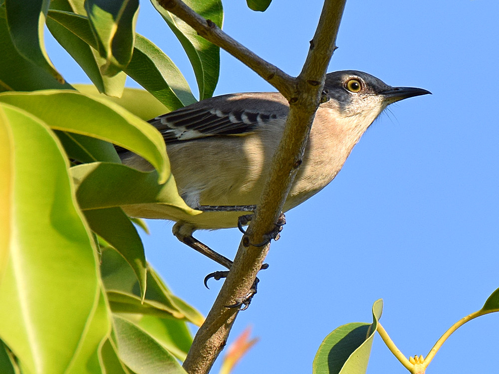 Mockingbird.jpg
