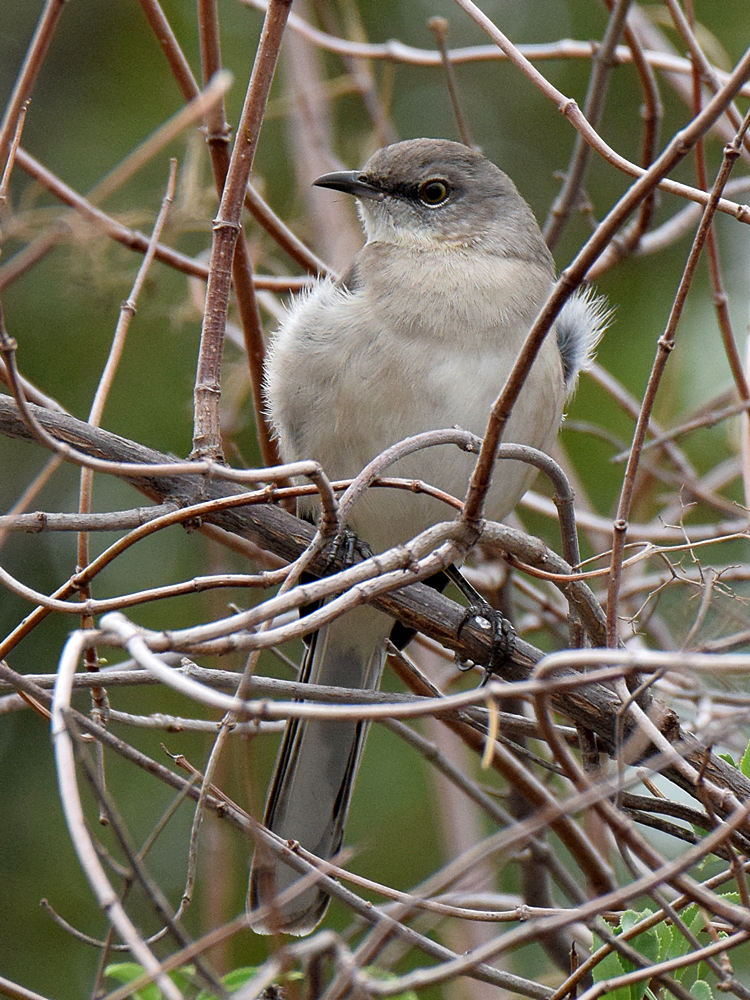 Mockingbird.jpg