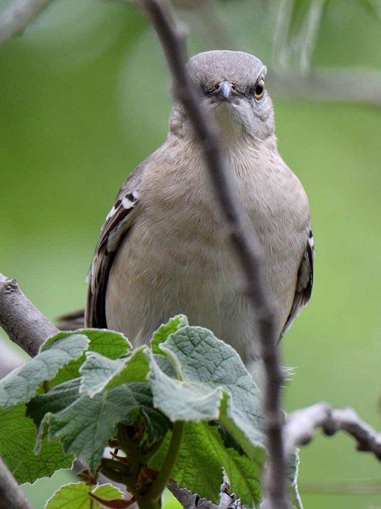 Mockingbird.jpg