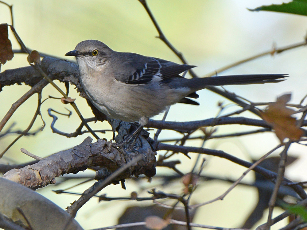 Mockingbird.jpg