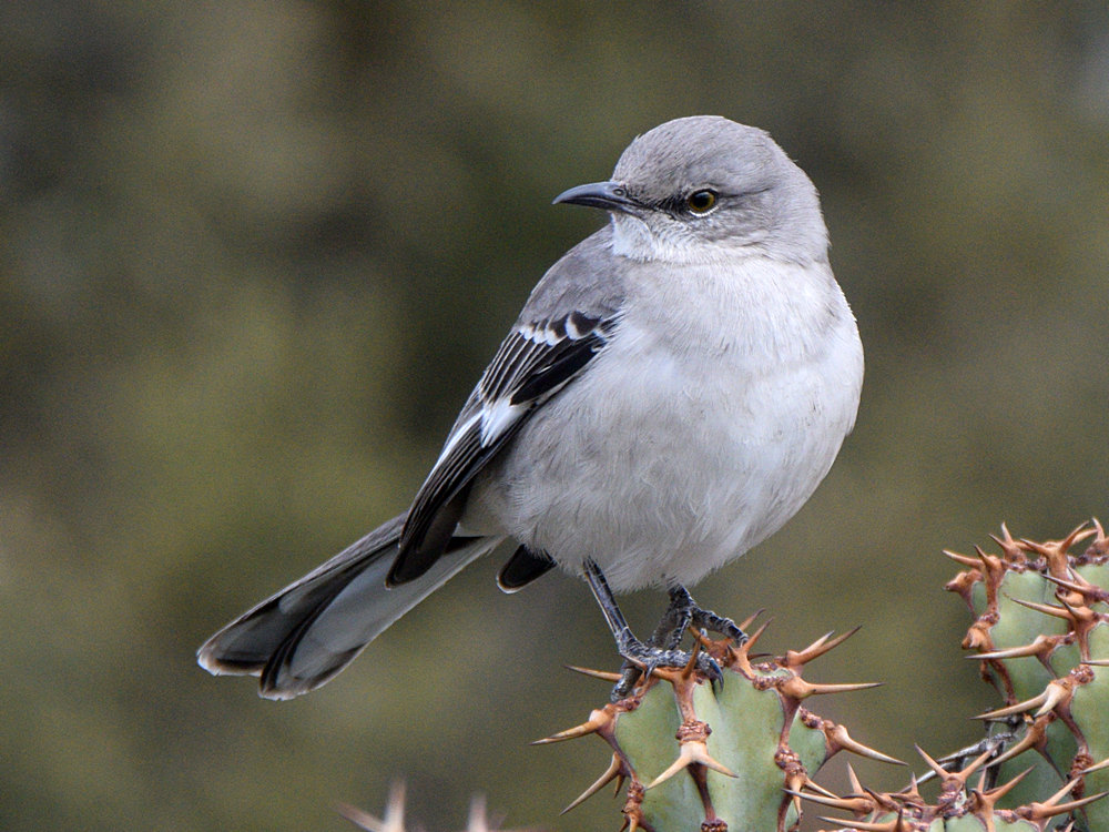 Mockingbird.jpg