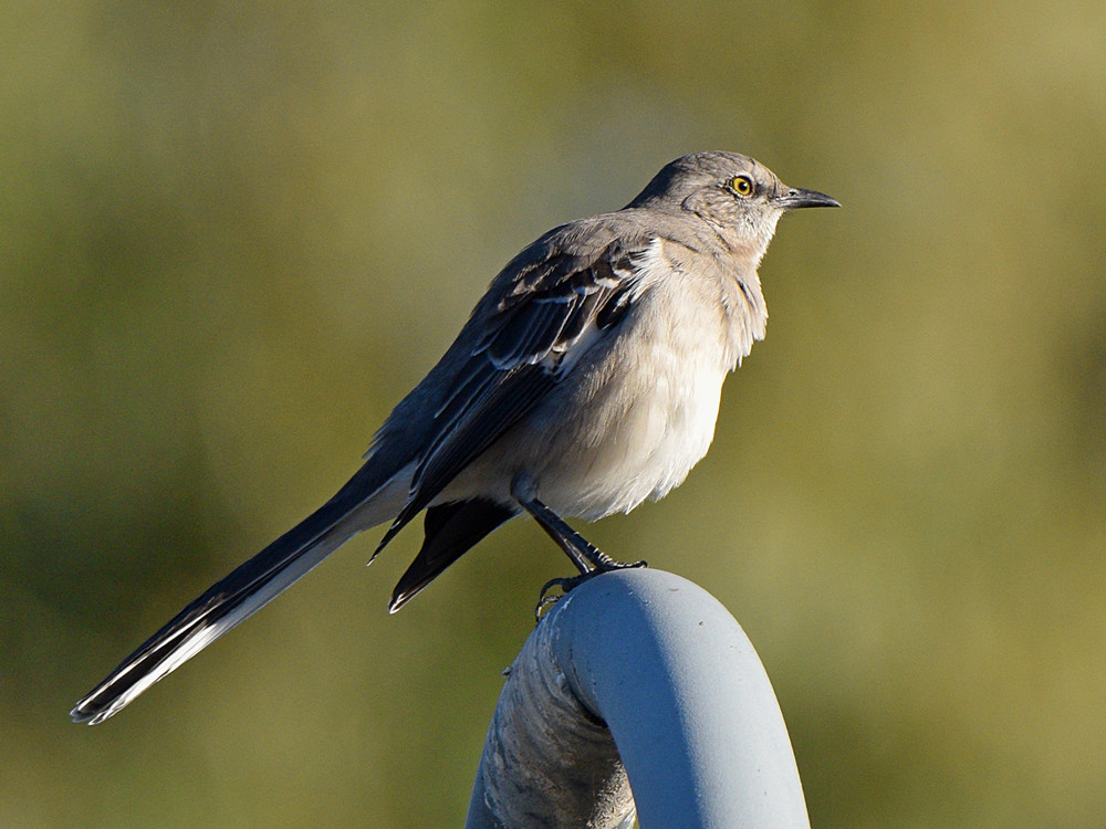 Mockingbird.jpg
