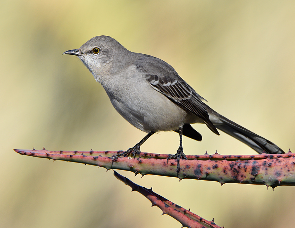 Mockingbird.jpg