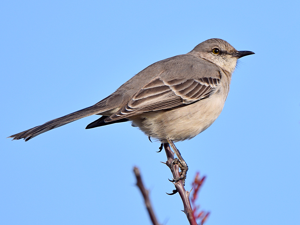 Mockingbird.jpg