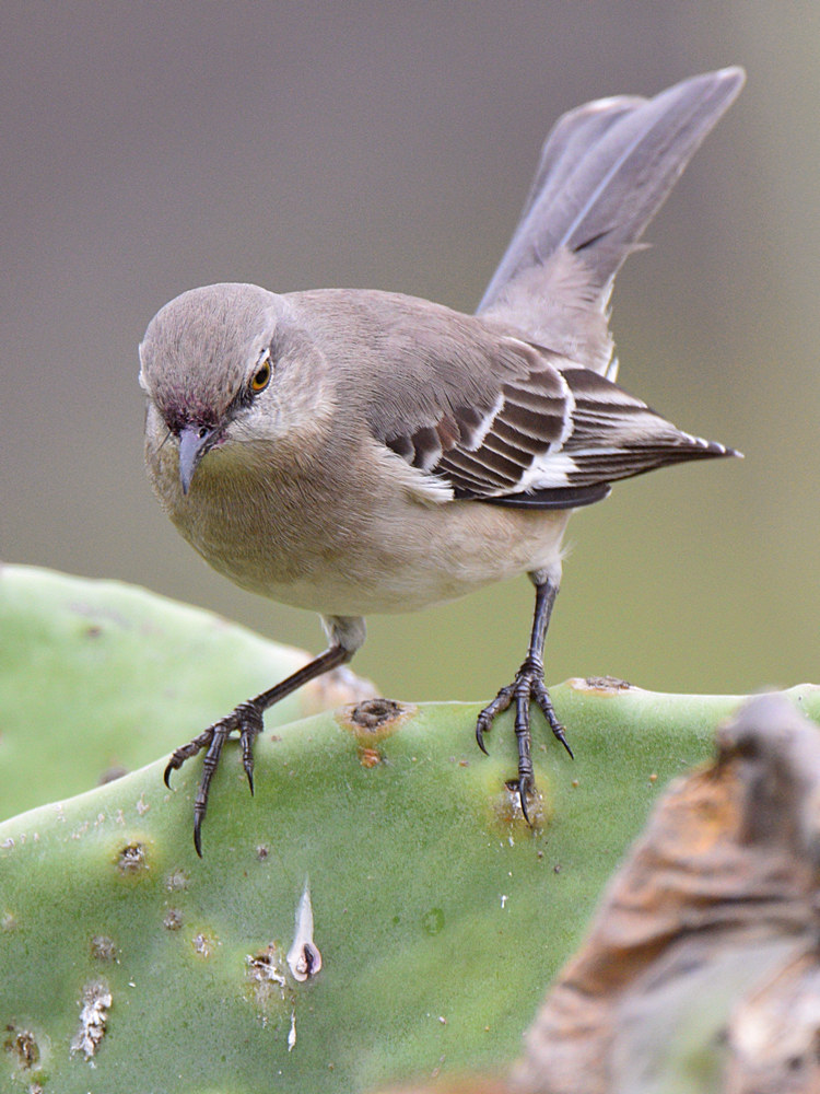 Mockingbird.jpg