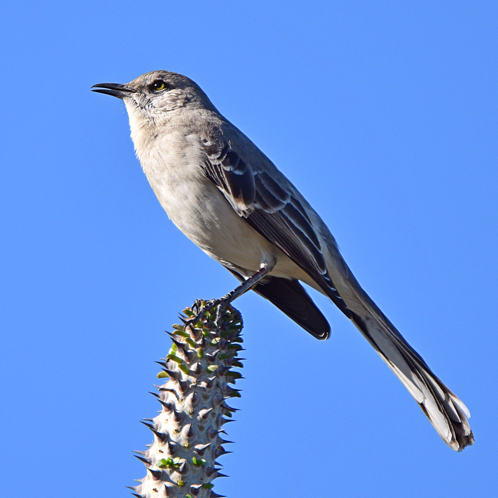 Mockingbird.jpg