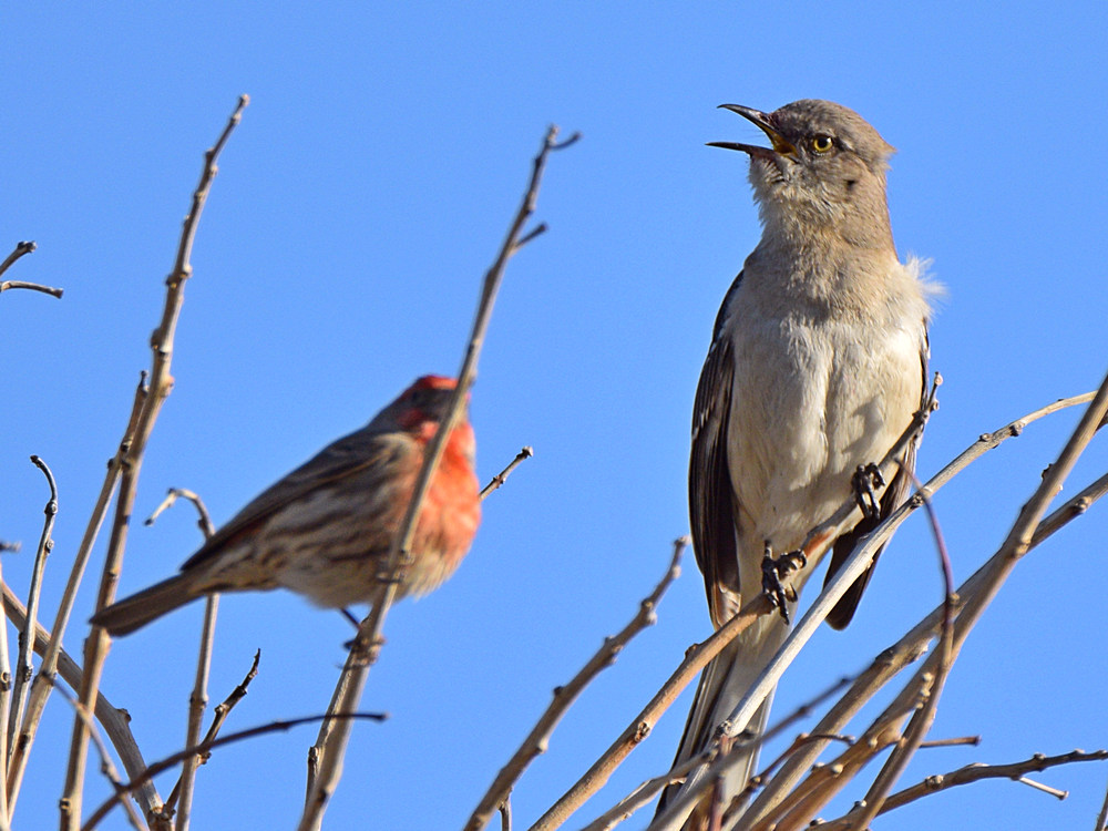Mockingbird.jpg