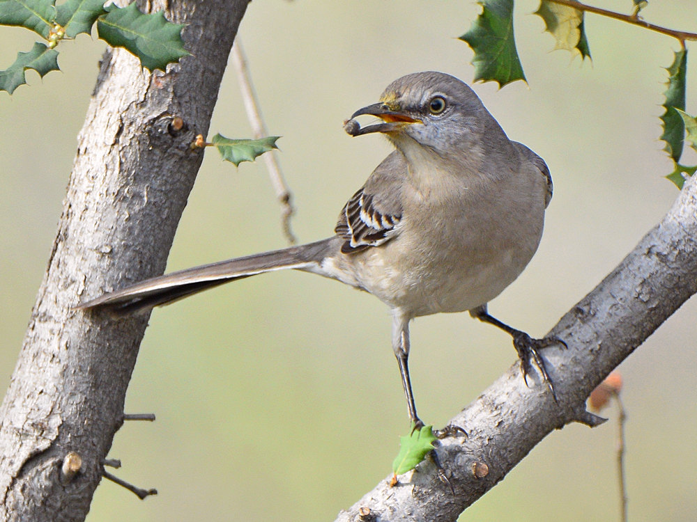 Mockingbird.jpg