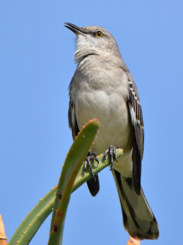 Mockingbird.jpg
