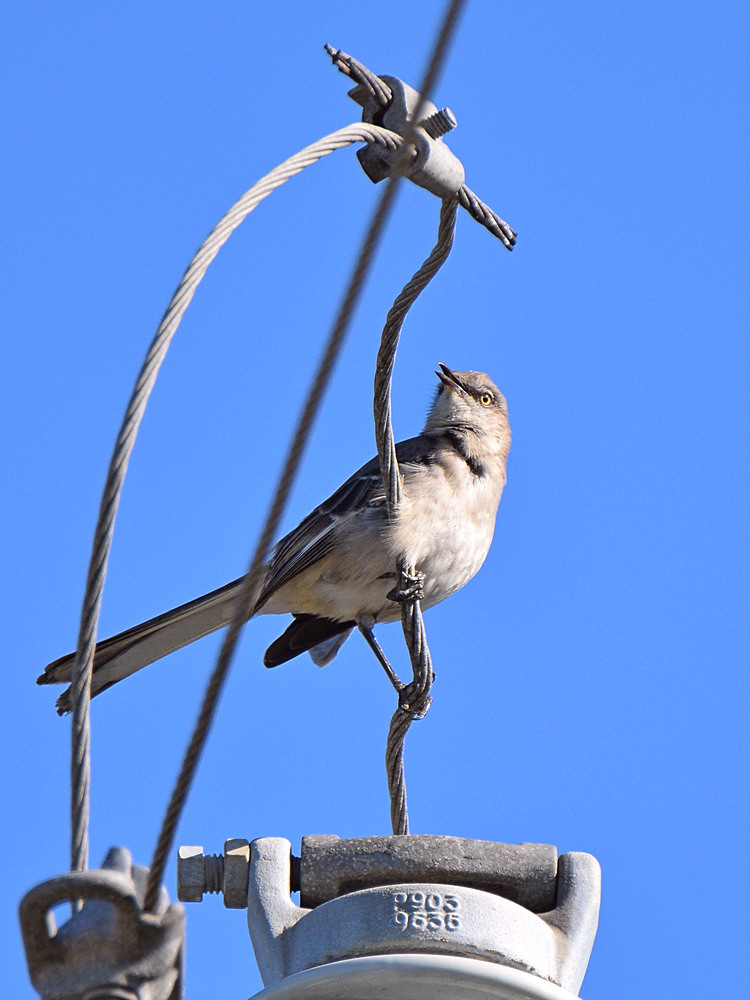 Mockingbird.jpg
