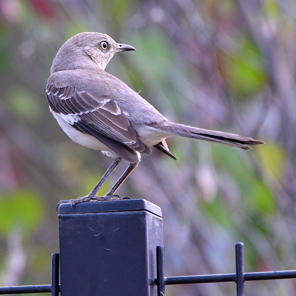 Mockingbird.jpg