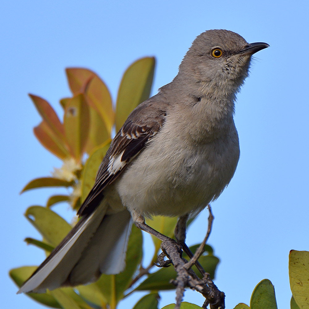 Mockingbird.jpg
