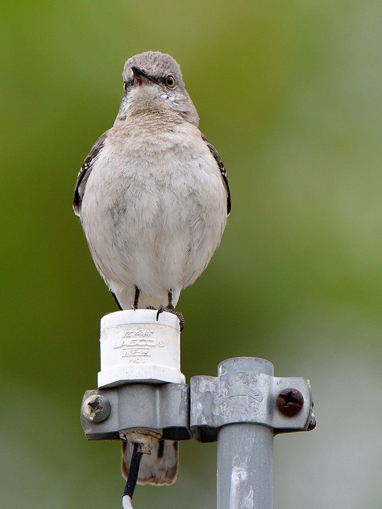 Mockingbird.jpg