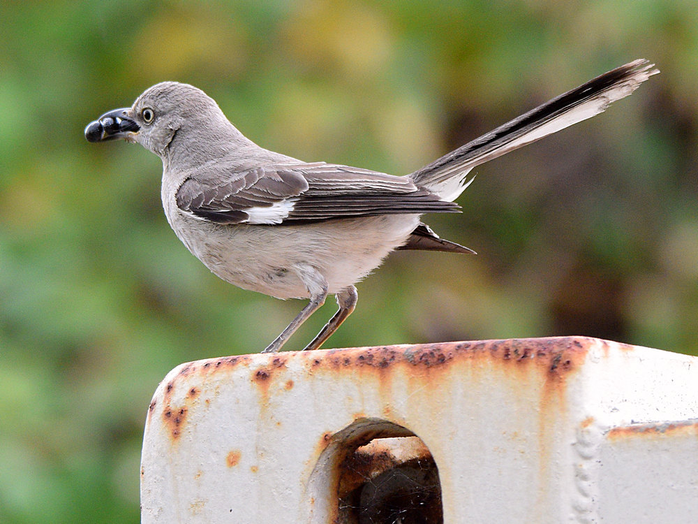 Mockingbird.jpg