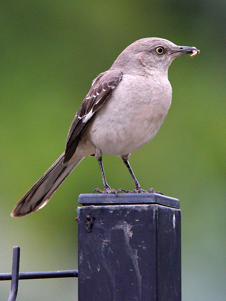 Mockingbird.jpg