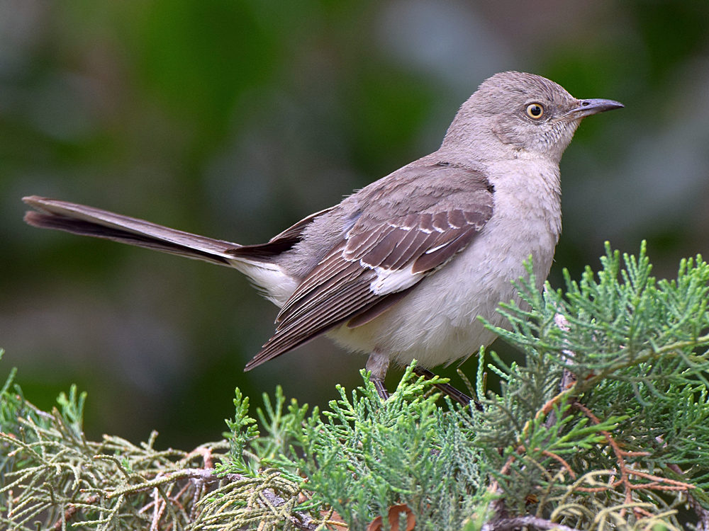 Mockingbird.jpg
