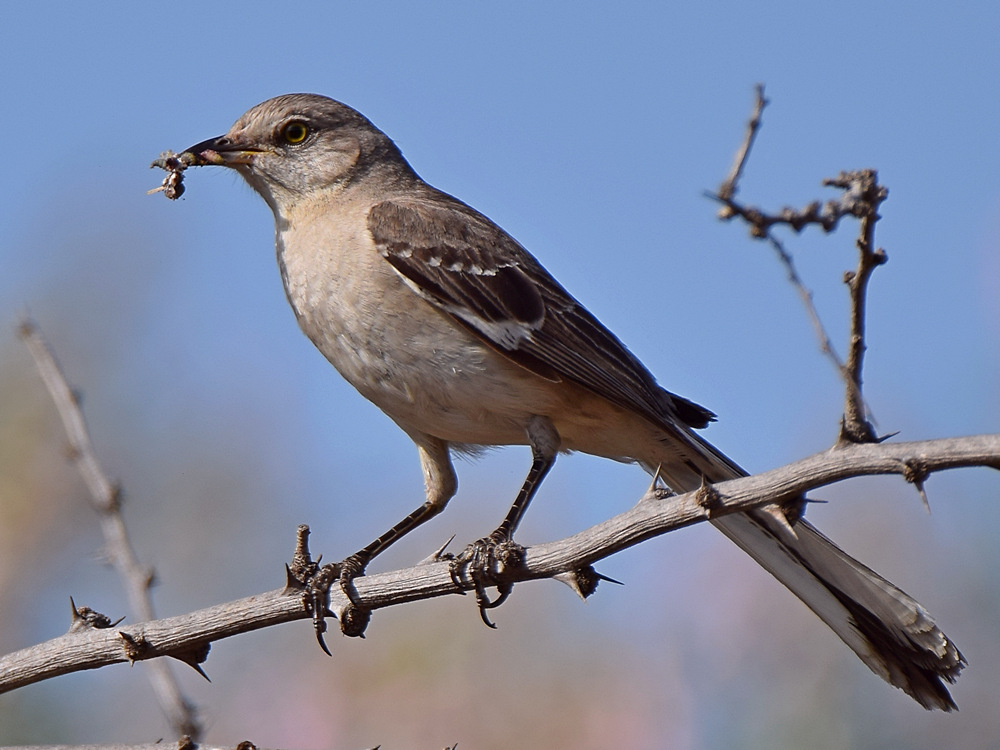 Mockingbird.jpg