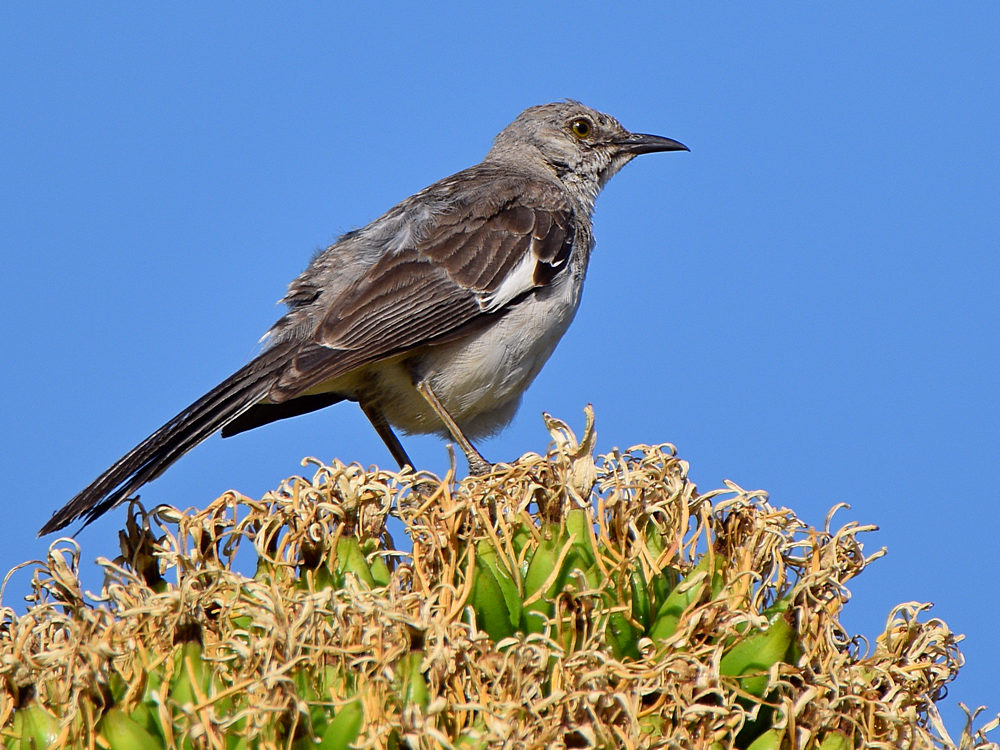 Mockingbird.jpg