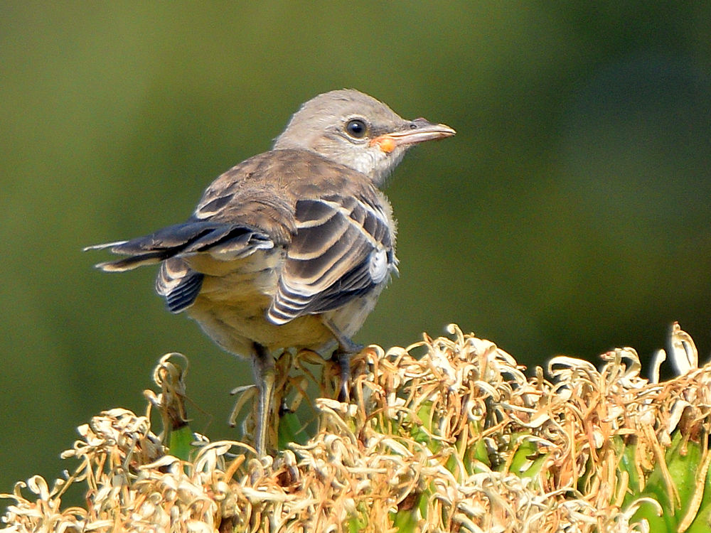 Mockingbird.jpg