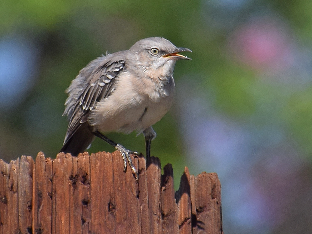 Mockingbird.jpg