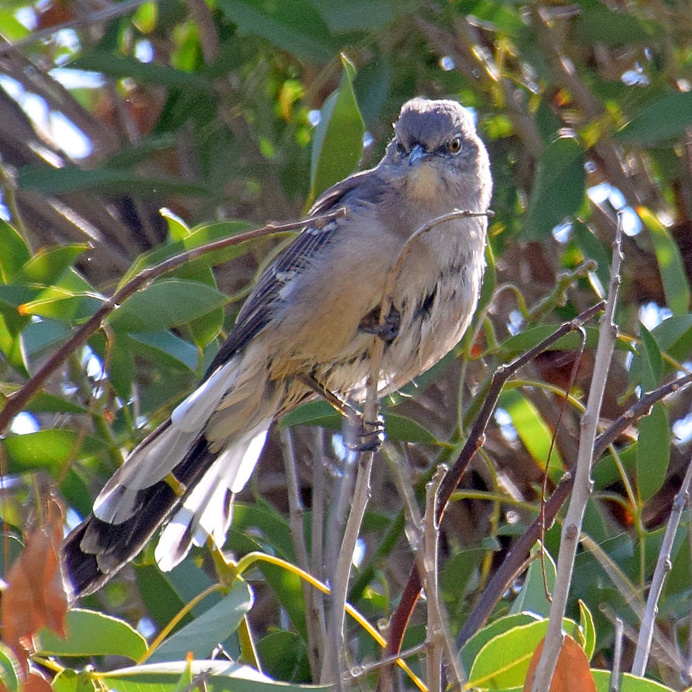 Mockingbird.jpg