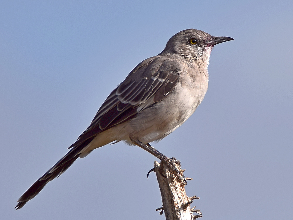 Mockingbird.jpg