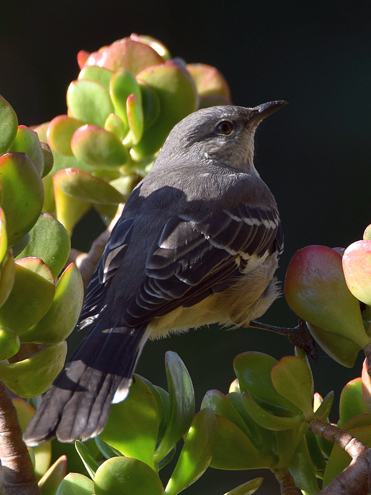 Mockingbird.jpg