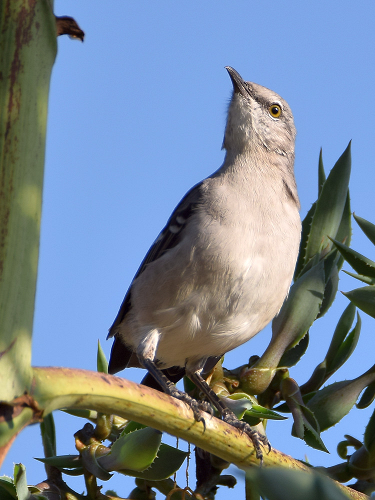 Mockingbird.jpg