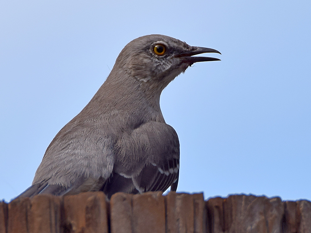 Mockingbird.jpg