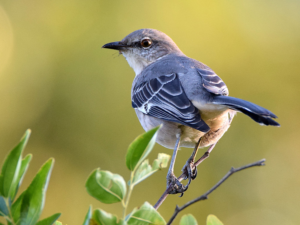 Mockingbird.jpg