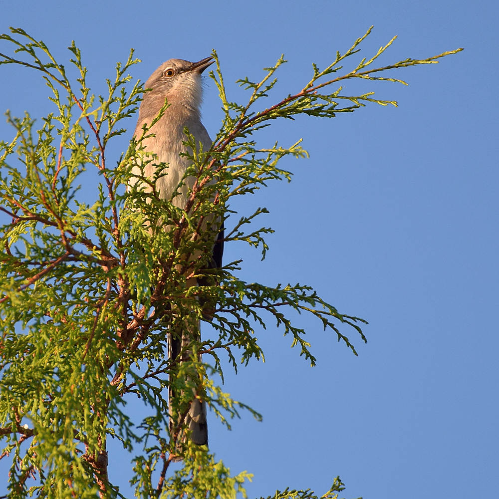Mockingbird.jpg
