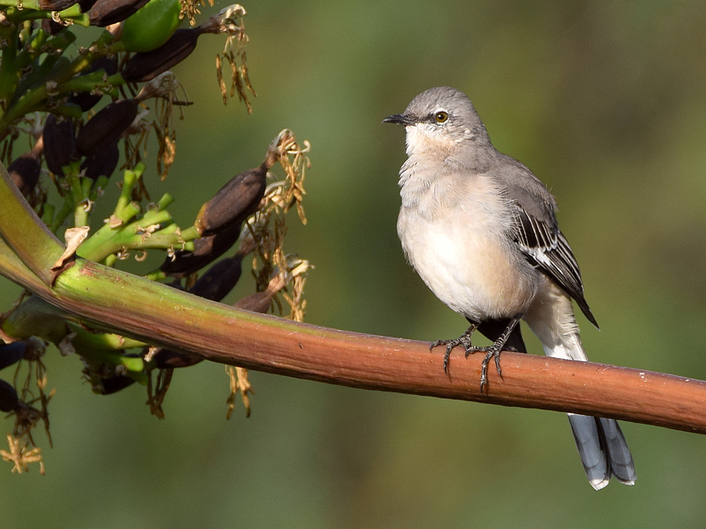 Mockingbird.jpg
