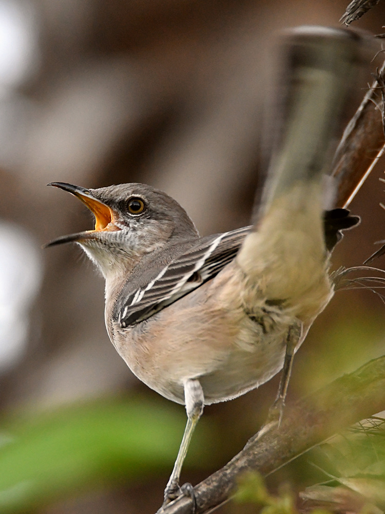 Mockingbird.jpg